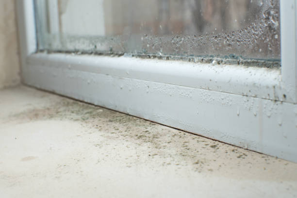 Why You Should Choose Our Mold Remediation Services in Juneau, WI